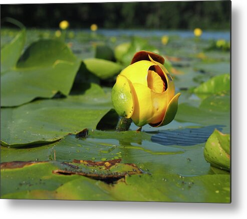 Yellow Metal Print featuring the photograph Bullhead Lily by James Peterson