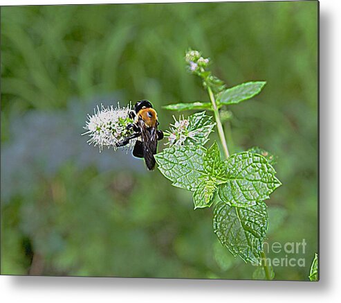 Photography Metal Print featuring the photograph Busy Bee by Nancy Kane Chapman