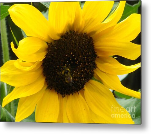 Bee Metal Print featuring the photograph Busy Bee by Sonya Chalmers