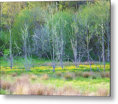 Meadow Metal Print featuring the photograph Buttercup Circle by Julie Rauscher