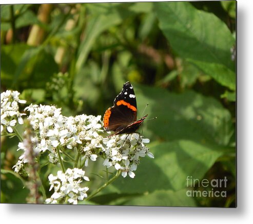 Art Metal Print featuring the photograph Butterfly by Chris Tarpening