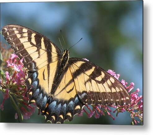 Butterfly Metal Print featuring the photograph Butterfly Closeup by Alfred Ng