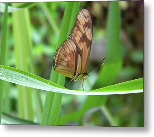 Butterfly Metal Print featuring the photograph Butterfly by Manuela Constantin