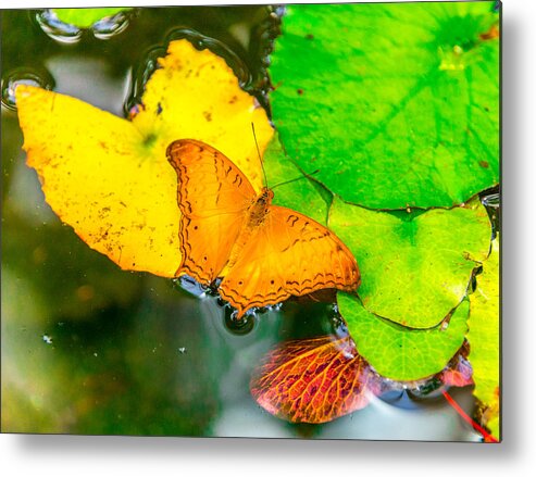 Butterfly Metal Print featuring the photograph Butterfly On Lilies by Jerry Cahill
