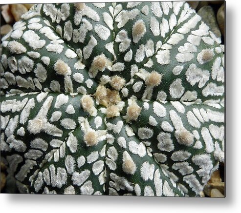 Cactus Metal Print featuring the photograph Cactus 1 by Selena Boron