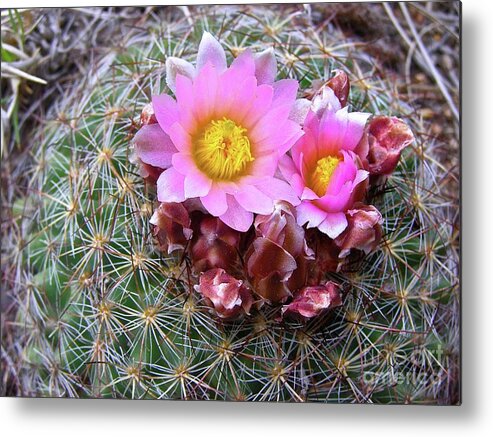 Cactus Flower Metal Print featuring the painting Cactus Flower by Alan Johnson