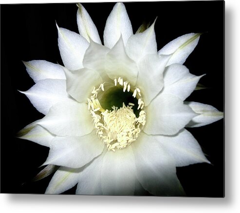 Cactus Metal Print featuring the photograph Cactus Flower At Night by Randy Rosenberger