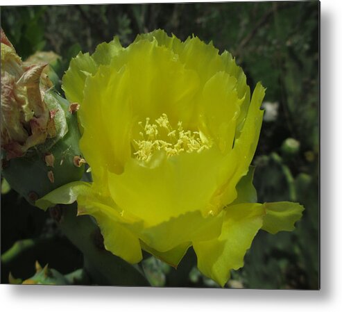 Cactus Flower Metal Print featuring the photograph Cactus Flower in bloom by Kevin Caudill