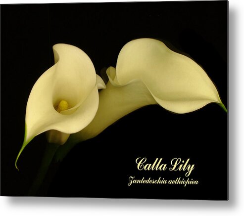 Calla Lily Metal Print featuring the photograph Calla by Thomas Pipia