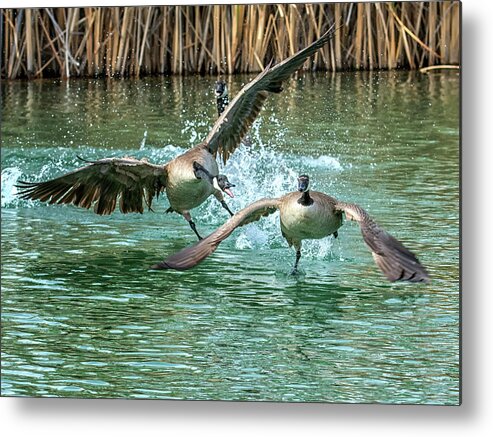Canada Metal Print featuring the photograph Canada Geese Chase 4906 by Tam Ryan