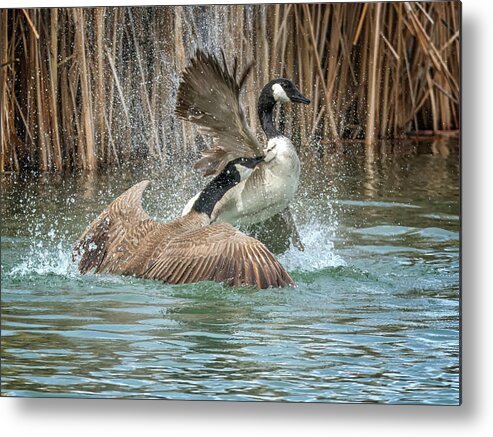 Canada Metal Print featuring the photograph Canada Geese Chase 5031 by Tam Ryan