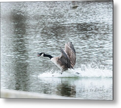 Heron Heaven Metal Print featuring the photograph Canada Goose Landing 2 by Ed Peterson