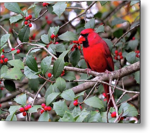 Male Cardinal Metal Print featuring the photograph Cardinal in Holly Tree by Linda Stern