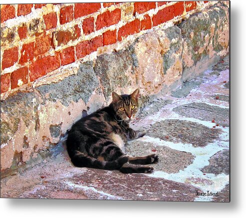 Cats Metal Print featuring the photograph Cat Against Stone by Susan Savad