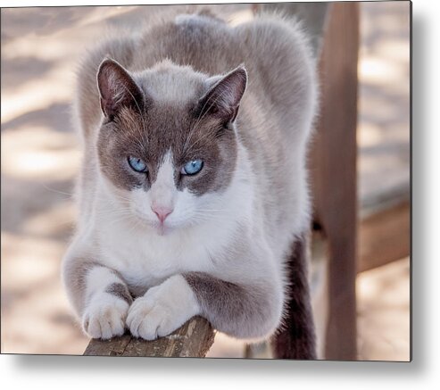 Cat Metal Print featuring the photograph Cat on a Wooden Fence by Derek Dean