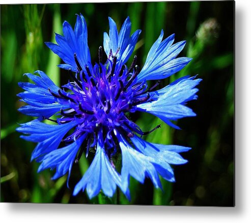 Flower Metal Print featuring the photograph Ceres by Juergen Weiss