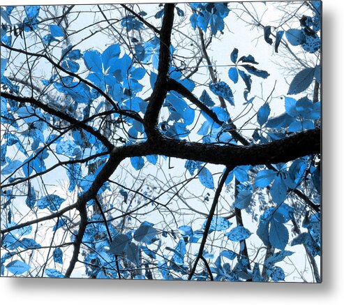 Blue Metal Print featuring the photograph Cerulean Leaves by Shawna Rowe