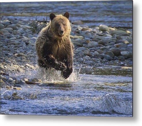 Wildlife Metal Print featuring the photograph Chasing Salmon by Inge Riis McDonald