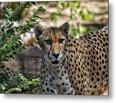 Cheetah Metal Print featuring the photograph Cheetah on the prowl by Ruth Jolly