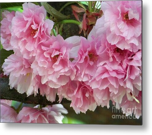 Cherry Blossoms Metal Print featuring the photograph Cherry Blossoms 2 by Charles Robinson