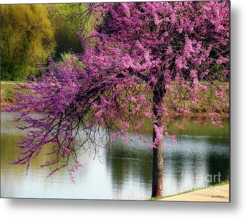 Tree Metal Print featuring the photograph Cherry Blossoms by the Pond by Sue Melvin