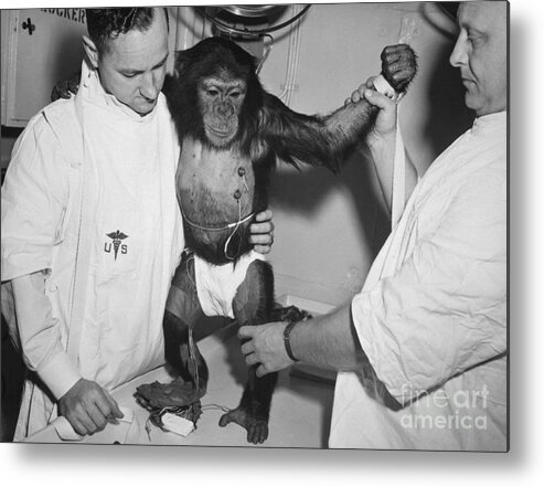 (31 Jan. 1961) --- Chimpanzee Metal Print featuring the photograph Chimpanzee Ham with bio sensors attached readied by handlers for his trip in the Mecury Redstone 2 by Vintage Collectables