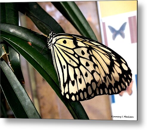 Animal Metal Print featuring the photograph Chinese Yellow Swallowtail by Kimmary MacLean