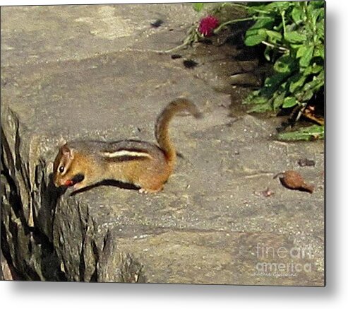 Photography Metal Print featuring the photograph Chipmunk by Kathie Chicoine