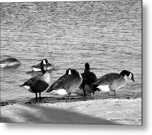 Geese Metal Print featuring the photograph Classic Geese by Kimmary MacLean