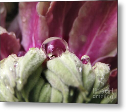 Clematis Metal Print featuring the photograph Clematis Drops 3 by Kim Tran