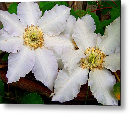 Clematis Flower White Metal Print featuring the photograph Clematis by John Toxey