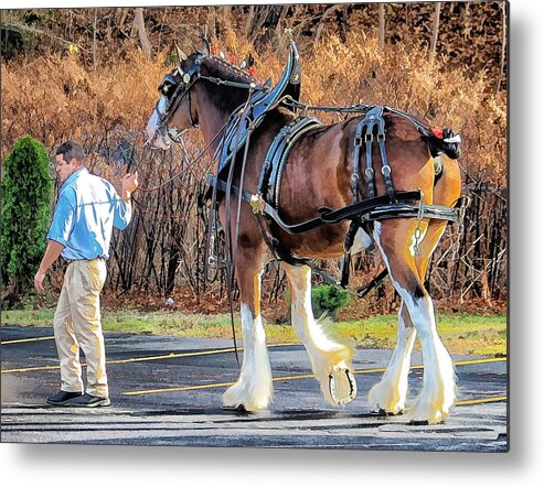 Clydesdales Metal Print featuring the photograph Clydesdale by Constantine Gregory