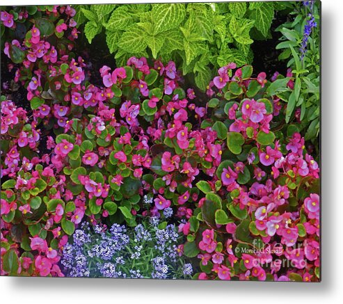 Garden Flowers Metal Print featuring the photograph Color Combination Flowers CC73 by Monica C Stovall