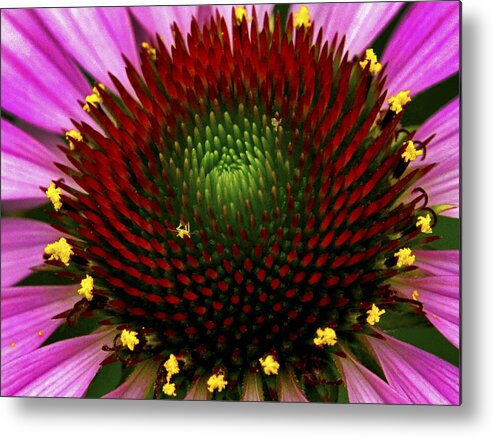 Reds Metal Print featuring the photograph Coneflower by Paul W Faust - Impressions of Light
