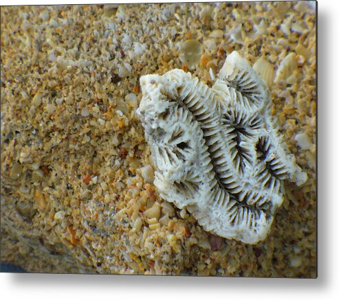 Coral Metal Print featuring the photograph Coral Closeup by Peggy King