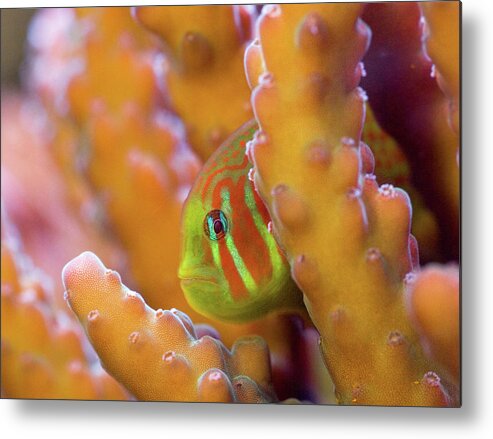 Clown Goby Metal Print featuring the photograph Coral Guardian by Jim Zablotny
