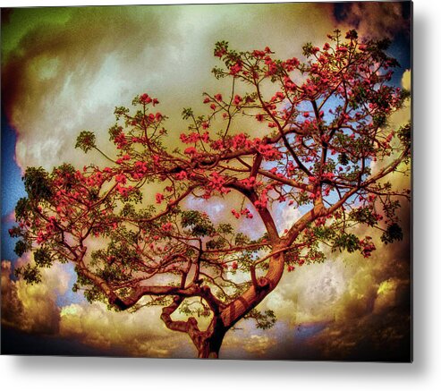 Trees Metal Print featuring the photograph Coral Tree by Joseph Hollingsworth