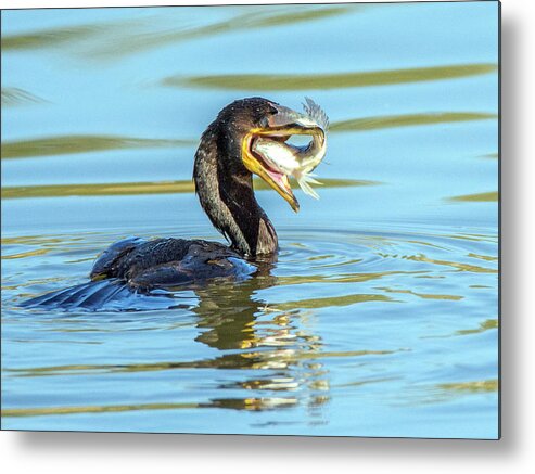 Cormorant Metal Print featuring the photograph Cormorant with Fish 5461-112617-2cr by Tam Ryan