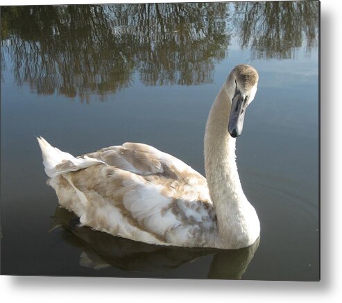 Cornwall Metal Print featuring the photograph Cornwall Swan by Annette Hadley
