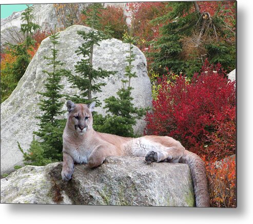 Cougar Metal Print featuring the photograph Cougar on Rock by Robert Bissett