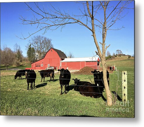 Cows Metal Print featuring the photograph Country Cows by Laura Kinker
