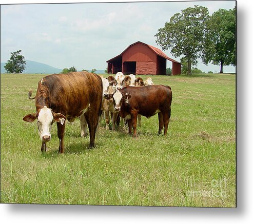 Cow Metal Print featuring the photograph Cows8939 by Gary Gingrich Galleries