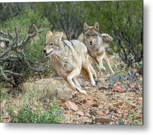 Coyote Metal Print featuring the photograph Coyote Chase 4189-022617-1cr by Tam Ryan