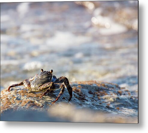 Crab Metal Print featuring the photograph Crab Looking for Food by David Buhler
