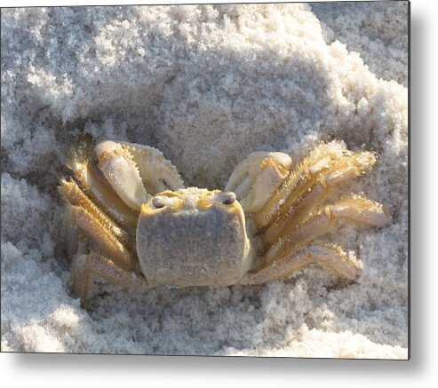 Crab Metal Print featuring the photograph Crab on the Beach by Christiane Schulze Art And Photography