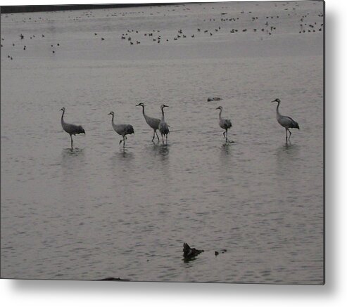 Cranes Metal Print featuring the photograph Cranes by Moshe Harboun