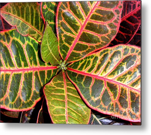 Nature Metal Print featuring the photograph Croton - A Center View by Lucyna A M Green