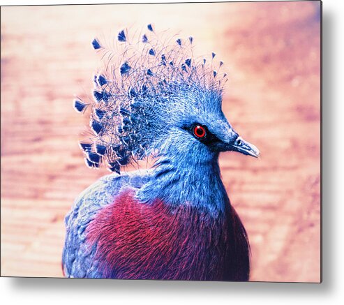 Bird Metal Print featuring the photograph Crowned pigeon by Jaroslav Buna