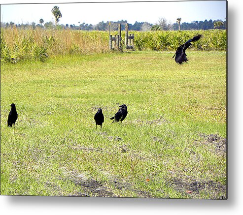 American Crow Metal Print featuring the photograph Crows by Christopher Mercer