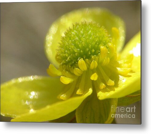 Mountain Buttercup Metal Print featuring the photograph Cup o' Sunshine by Katie LaSalle-Lowery